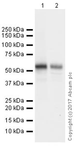 Anti-FOXG1 antibody [EPR18987](AB196868)