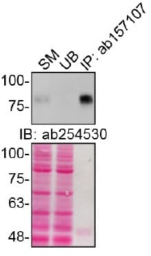 Anti-CD44 antibody(AB157107)
