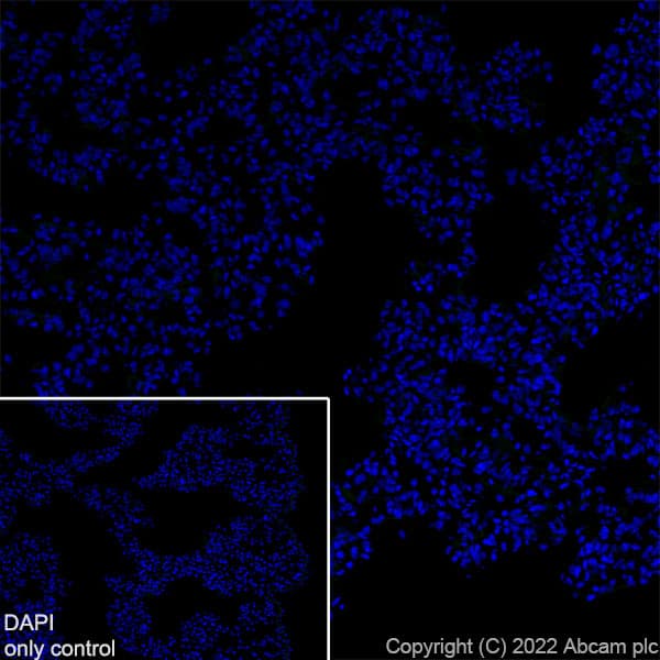 Alexa Fluor® 488 Anti-Synapsin I antibody [EPR23531-50] - Synaptic Marker(AB307130)