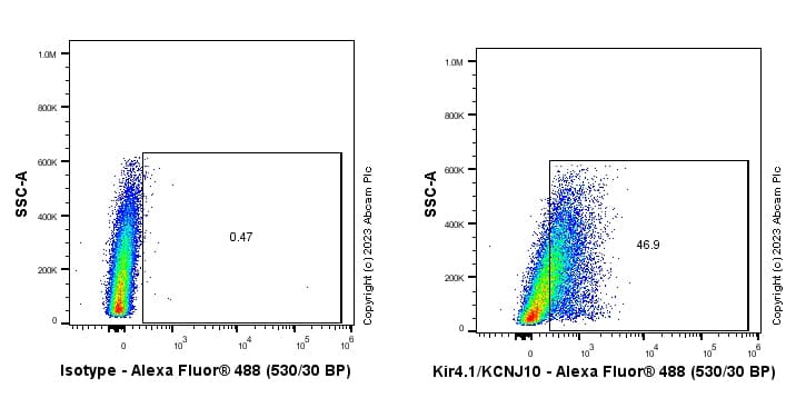Anti-Kir4.1/KCNJ10 antibody [EPR27251-74](AB312844)