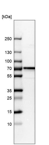 Anti-CDCA7L/HR1 antibody(ab246958)