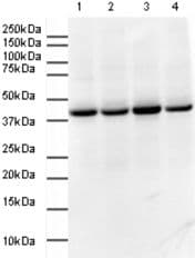 HRP Anti-GAPDH antibody - Loading Control(AB9385)