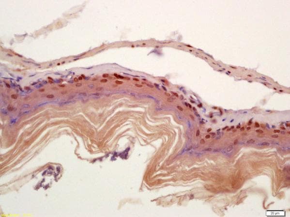 Anti-FSP27 antibody(AB213693)