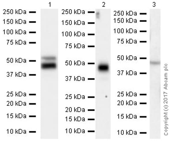 Anti-RAGE antibody [EPR21171](AB216329)