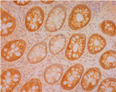Anti-COX4 + COX4L2 antibody [10G8D12C12](AB110261)