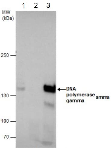Polg Antibody Ab97661  Immunoprecipitation Img19295