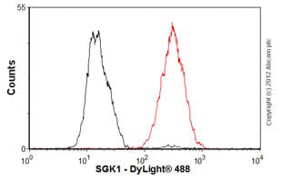 Anti-SGK1 antibody [Y238] - BSA and Azide free(AB239812)