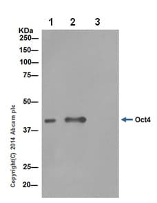 Anti-Oct4 antibody [EPR17980](AB200834)