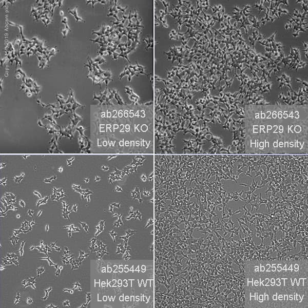 Human ERP29 knockout HEK-293T cell line(ab266543)