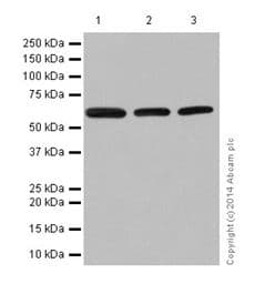 Anti-U2AF65 antibody [EPR17046] - BSA and Azide free(AB251237)