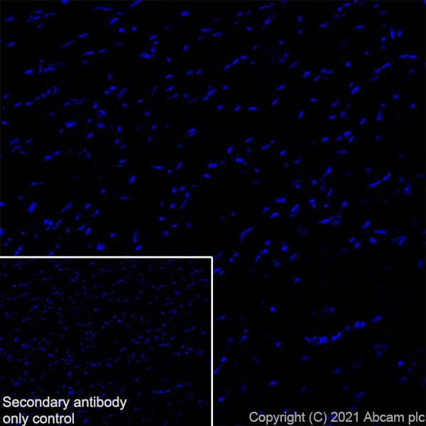 Ythdc2 Antibody Epr21820 49 Bsa And Azide Free Ab259277  Immunohistochemistry Frozen Sections Img167808