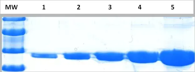 InstantBlue® Coomassie Protein Stain (ISB1L)(AB119211)