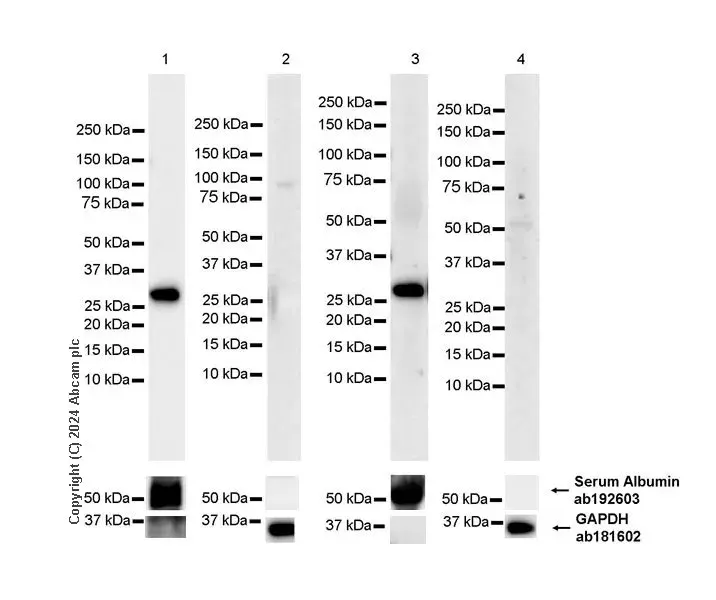 Anti-Albumin antibody [EPR12774](AB192603)