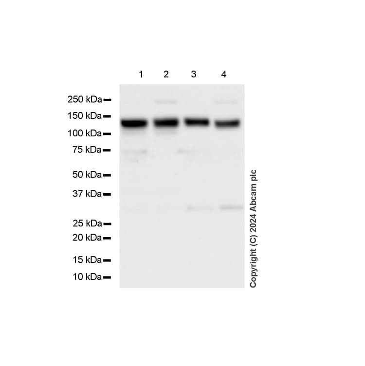 Anti-MCM2 antibody [RM1146] - BSA and Azide free(AB317753)