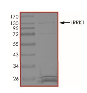 Ab268732  Sds Page Img11954