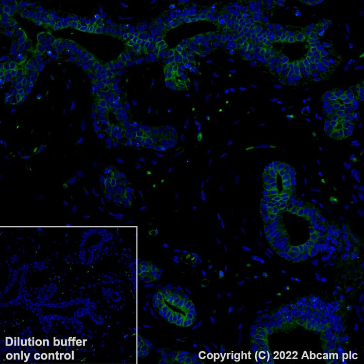 Alexa Fluor® 488 Anti-TUBA4A antibody [EPR13477(B)](AB307611)