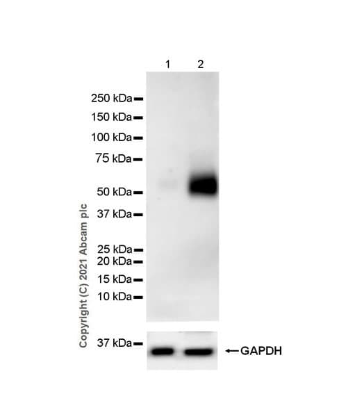 Anti-PD-L1 antibody [EPR20529](AB213480)