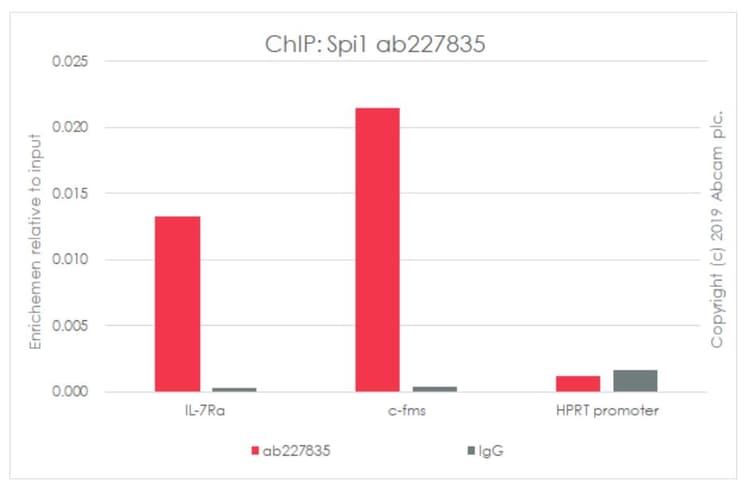 Anti-PU.1/Spi1 antibody [EPR22624-20] - ChIP Grade(ab227835)