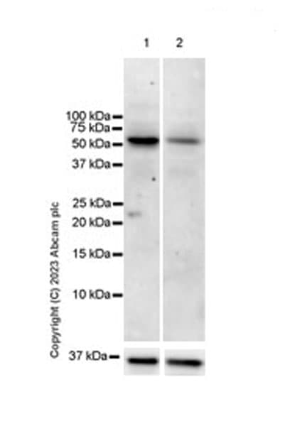 Anti-USP30 antibody [EPR27024-81](AB314749)