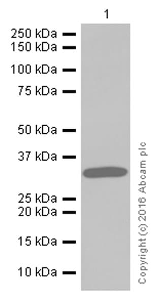 Anti-Syntenin antibody [EPR8102](AB133267)
