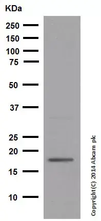 Anti-p21 antibody [EPR3993](AB109199)
