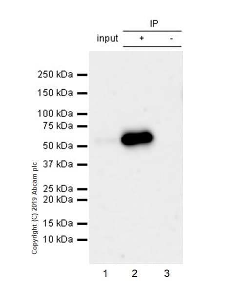 Anti-Peripherin antibody [EPR23445-28] - BSA and Azide free(AB269861)