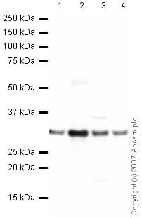 Anti-HMGB1 antibody(AB18256)