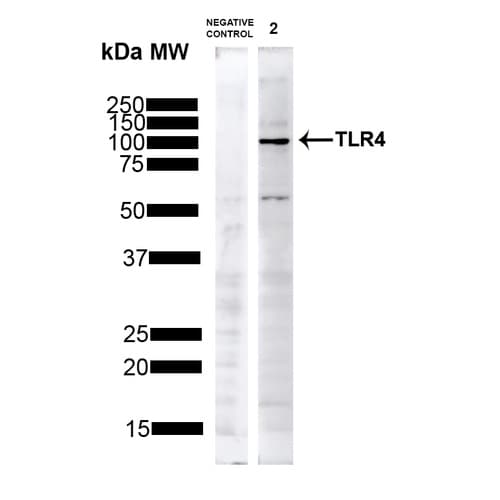 Anti-TLR4 antibody(AB13556)