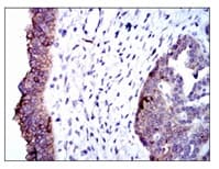 Anti-Alkaline Phosphatase, Tissue Non-Specific antibody [2F4](AB126820)