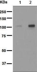 Anti-Rb (phospho T826) antibody [EPR5351] - BSA and Azide free(AB219159)