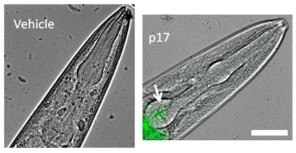 Atto 488 Conjugation Kit (Fast) - Lightning-Link®(AB269896)