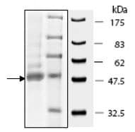 Ab198096  Sds Page Img10791