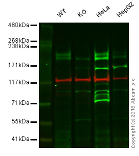 Lrp6 Antibody Epr24232 Ab134146  Western Blot Img57995
