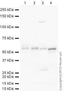 Anti-Parkin antibody [PRK8](ab77924)
