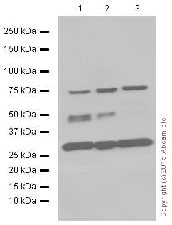 Anti-Cathepsin D antibody [EPR3057Y](ab75852)