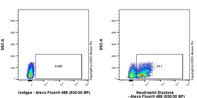Anti-Neutrophil Elastase antibody [EPR28386-66](AB310335)