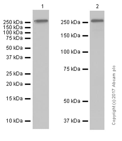 Anti-Fibronectin antibody [F14](AB45688)