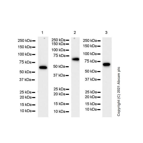 Anti-HDAC1 antibody [EPR23847-170](AB280198)