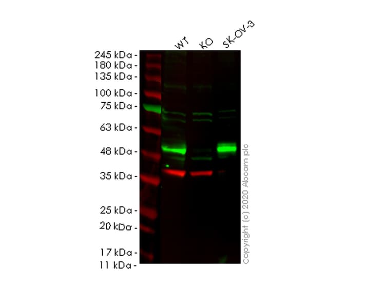 Anti-SOX17 antibody [EPR20684](ab224637)