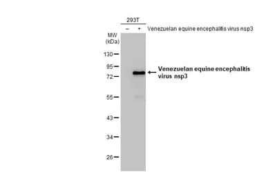 Anti-Venezuelan equine encephalitis virus nsp3 antibody [HL1502] - BSA and Azide free(ab313935)