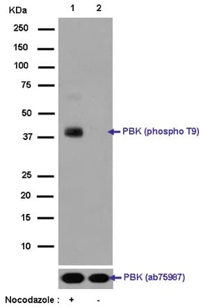 Anti-PBK/SPK (phospho T9) antibody [EPR2475(N)](AB184953)