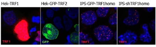 Anti-TRF1 antibody [572C](AB192629)