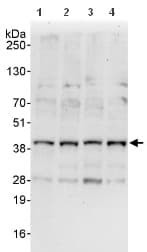 Cyclin Y Antibody Ab114086  Western Blot Img113300