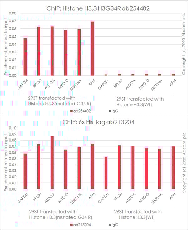 Human Histone H3.3 (Mutated G34W, G34V, G34R) Antibody Panel(AB274410)