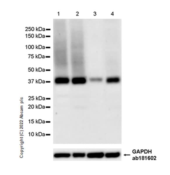 Anti-xCT antibody [EPR27115-64](AB307601)
