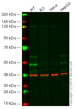 Anti-Occludin antibody [EPR20992](AB216327)