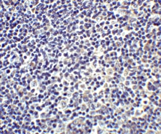 Anti-IL-17A antibody(ab79056)