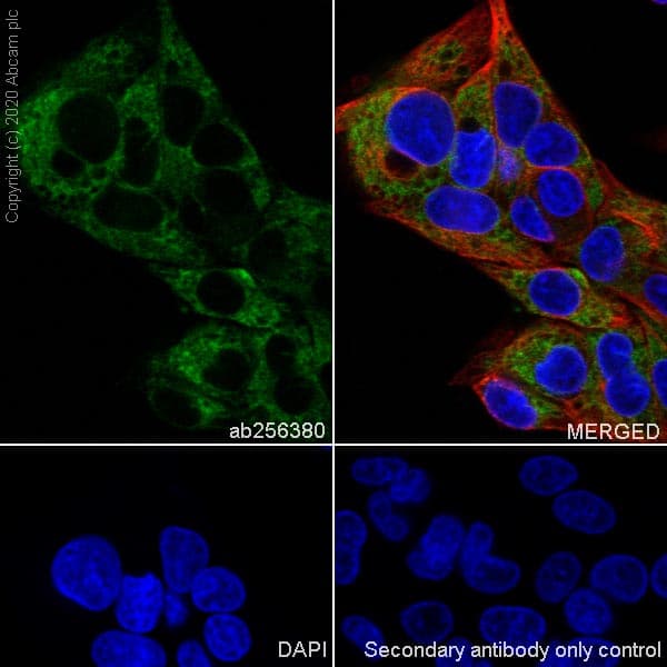 Laminin Beta 1 Antibody Epr23265 32 Bsa And Azide Free Ab273053  Immunocytochemistry Immunofluorescence Img108639