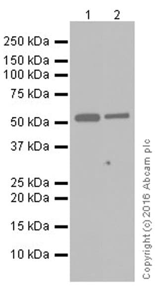 Anti-GSDMD antibody [EPR19829](AB210070)