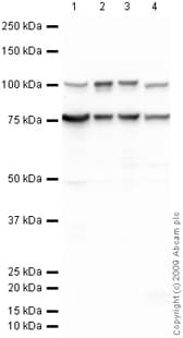 Anti-GRP78 BiP antibody(AB21685)